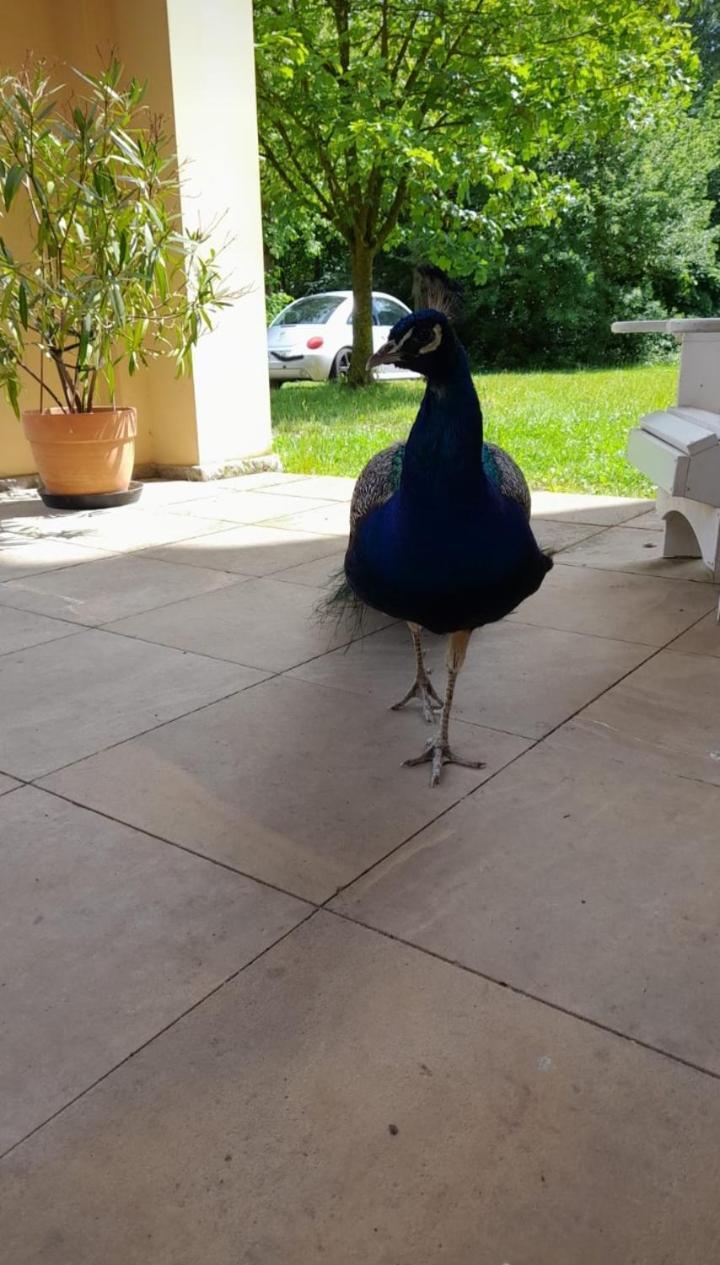 Schloss Tressow Bobitz Экстерьер фото
